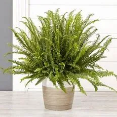 Begonia Fern Kimberly Queen 1gal