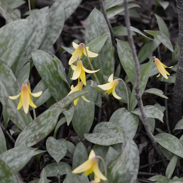 Trout Lily