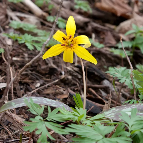 Trout Lily