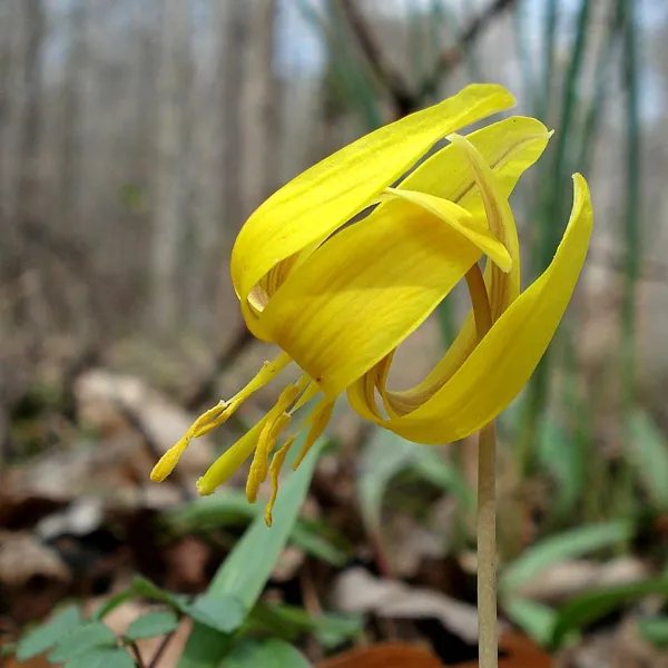 Trout Lily