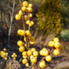 Winterberry (Female) - Ilex verticillata 'Chrysocarpa'